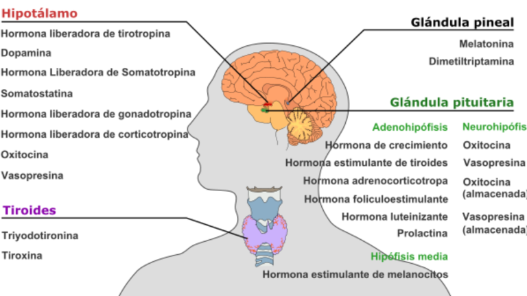 Salud | Endocrinología: detección y tratamiento